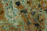 Polished Rainforest Jasper (Rhyolite) Section - Australia #130406-1